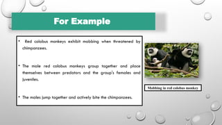 For Example
• Red colobus monkeys exhibit mobbing when threatened by
chimpanzees.
• The male red colobus monkeys group together and place
themselves between predators and the group's females and
juveniles.
• The males jump together and actively bite the chimpanzees.
Mobbing in red colobus monkey
 