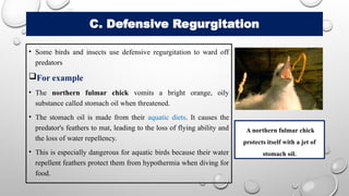 C. Defensive Regurgitation
• Some birds and insects use defensive regurgitation to ward off
predators
For example
• The northern fulmar chick vomits a bright orange, oily
substance called stomach oil when threatened.
• The stomach oil is made from their aquatic diets. It causes the
predator's feathers to mat, leading to the loss of flying ability and
the loss of water repellency.
• This is especially dangerous for aquatic birds because their water
repellent feathers protect them from hypothermia when diving for
food.
A northern fulmar chick
protects itself with a jet of
stomach oil.
 