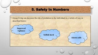 5. Safety In Numbers
• Group living can decrease the risk of predation to the individual in a variety of way as
described below:
Improved
vigilance
Selfish herd
Alarm calls
 