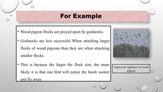 For Example
• Wood pigeon flocks are preyed upon by goshawks.
• Goshawks are less successful When attacking larger
flocks of wood pigeons than they are when attacking
smaller flocks.
• This is because the larger the flock size, the more
likely it is that one bird will notice the hawk sooner
and fly away.
Improved vigilance in wood
pigeon
 