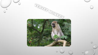 VERVET MONKEY
 