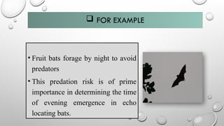  FOR EXAMPLE
• Fruit bats forage by night to avoid
predators
• This predation risk is of prime
importance in determining the time
of evening emergence in echo
locating bats.
 