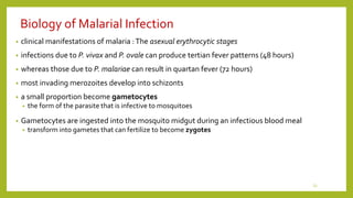 Biology of Malarial Infection
• clinical manifestations of malaria :The asexual erythrocytic stages
• infections due to P. vivax and P. ovale can produce tertian fever patterns (48 hours)
• whereas those due to P. malariae can result in quartan fever (72 hours)
• most invading merozoites develop into schizonts
• a small proportion become gametocytes
• the form of the parasite that is infective to mosquitoes
• Gametocytes are ingested into the mosquito midgut during an infectious blood meal
• transform into gametes that can fertilize to become zygotes
23
 