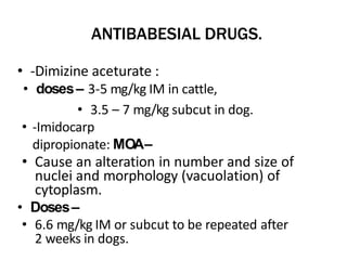 ANTIBABESIAL DRUGS.
• -Dimizine aceturate :
• doses– 3-5 mg/kg IM in cattle,
• 3.5 – 7 mg/kg subcut in dog.
• -Imidocarp
dipropionate: MOA–
• Cause an alteration in number and size of
nuclei and morphology (vacuolation) of
cytoplasm.
• Doses–
• 6.6 mg/kg IM or subcut to be repeated after
2 weeks in dogs.
 