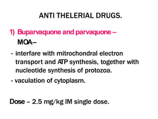 ANTI THELERIAL DRUGS.
1) Buparvaquone and parvaquone –
MOA–
- interfare with mitrochondral electron
transport and ATP synthesis, together with
nucleotide synthesis of protozoa.
- vaculation of cytoplasm.
Dose – 2.5 mg/kg IM single dose.
 