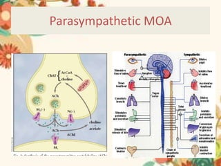 Parasympathetic MOA