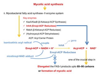 Mycolic acid synthesis
ii. Mycobacterial fatty acid synthase- II enzyme system
Key enzymes
 KasA/KasB (β-Ketoacyl-ACP Synthases)
 InhA (Enoyl-ACP Reductase)
 MabA (β-Ketoacyl-ACP Reductase)
 (Hydroxyacyl-ACP Dehydratases)
ACP: Acyl Carrier Protein
Enoyl-ACP + NADH + H+ Acyl-ACP + NAD+
Enoyl-ACP Reductase
InhA
gene
Elongated the FAS-I products upto 60–90 carbons
or formation of mycolic acid
one of the crucial step in
isonicotinic acyl radical couple
nicotinoyl-NAD adduct
 