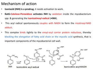 Mechanism of action
• Isoniazid (INH) is a prodrug, it needs activation to work.
• KatG-Catalase-Peroxidase activates INH by oxidation inside the mycobacterium
spp. & generating the isonicotinoyl radical (•INH).
• This acyl radical spontaneously couples with NADH to form the nicotinoyl-NAD
adduct.
• This complex binds tightly to the enoyl-acyl carrier protein reductase, thereby
blocking the elongation of fatty acid chain or the mycolic acid synthesis, that is
important components of the mycobacterial cell wall.
 