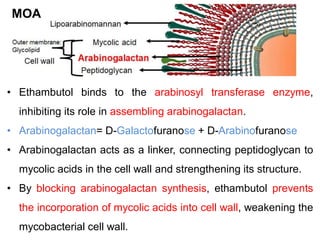 • Ethambutol binds to the arabinosyl transferase enzyme,
inhibiting its role in assembling arabinogalactan.
• Arabinogalactan= D-Galactofuranose + D-Arabinofuranose
• Arabinogalactan acts as a linker, connecting peptidoglycan to
mycolic acids in the cell wall and strengthening its structure.
• By blocking arabinogalactan synthesis, ethambutol prevents
the incorporation of mycolic acids into cell wall, weakening the
mycobacterial cell wall.
MOA
 