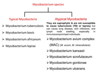 Typical Mycobacteria
 Mycobacterium tuberculosis
 Mycobacterium bovis
 Mycobacterium africanum
 Mycobacterium leprae
Atypical Mycobacteria
They are saprophytic & are not susceptible
to cause tuberculosis (TB) or leprosy but
can cause lung disease, skin infections, and
lymph node swelling, especially in
immunocompromised individuals.
Mycobacterium avium complex
(MAC) (M. avium, M. intracellulare)
Mycobacterium kansasii
Mycobacterium scrofulaceum
Mycobacterium gordonae
Mycobacterium ulcerans
Mycobacterium species
 