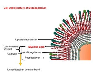 Lipoarabinomannan
Mycolic acid
Arabinogalactan
Peptidoglycan
Outer membrane:
Glycolipid
Cell wall
Linked together by ester bond
Cell wall structure of Mycobacterium
 