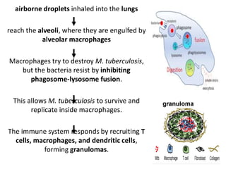 airborne droplets inhaled into the lungs
reach the alveoli, where they are engulfed by
alveolar macrophages
Macrophages try to destroy M. tuberculosis,
but the bacteria resist by inhibiting
phagosome-lysosome fusion.
This allows M. tuberculosis to survive and
replicate inside macrophages.
The immune system responds by recruiting T
cells, macrophages, and dendritic cells,
forming granulomas.
 