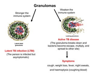Stronger the
immune system
Latent TB infection (LTBI)
(The person is infected but
asymptomatic)
Granulomas
Weaken the
immune system
Active TB disease
(The granuloma breaks down and
bacteria become escape, multiply, and
spread to other site)
Symptoms
cough, weight loss, fever, night sweats,
and haemoptysis (coughing blood)
 