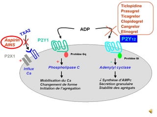 Ticlopidine Prasugrel Ticagrelor Clopidogrel Cangrelor Elinogrel 