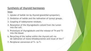 Synthesis of thyroid hormones 
Steps 
1. Uptake of Iodide ion by thyroid gland(NaI-symporter). 
2. Oxidation of iodide and the iodination of tyrosyl groups. 
3. Coupling of iodotyrosine residues. 
4. Resorption of the thyroglobulin colloid from the lumen 
into the cell. 
5. Proteolysis of thyroglobulin and the release of T4 and T3 
into the blood. 
6. Recycling of the iodine within the thyroid cell via 
de-iodination of mono/diiodotyrosines and reuse of the I‾ 
7. Peripheral conversion of T4 to T3 
 