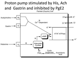 Proton pump stimulated by His, Ach
and Gastrin and inhibited by PgE2
 