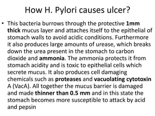 How H. Pylori causes ulcer?
• This bacteria burrows through the protective 1mm
thick mucus layer and attaches itself to the epithelial of
stomach walls to avoid acidic conditions. Furthermore
it also produces large amounts of urease, which breaks
down the urea present in the stomach to carbon
dioxide and ammonia. The ammonia protects it from
stomach acidity and is toxic to epithelial cells which
secrete mucus. It also produces cell damaging
chemicals such as proteases and vacuolating cytotoxin
A (VacA). All together the mucus barrier is damaged
and made thinner than 0.5 mm and in this state the
stomach becomes more susceptible to attack by acid
and pepsin
 