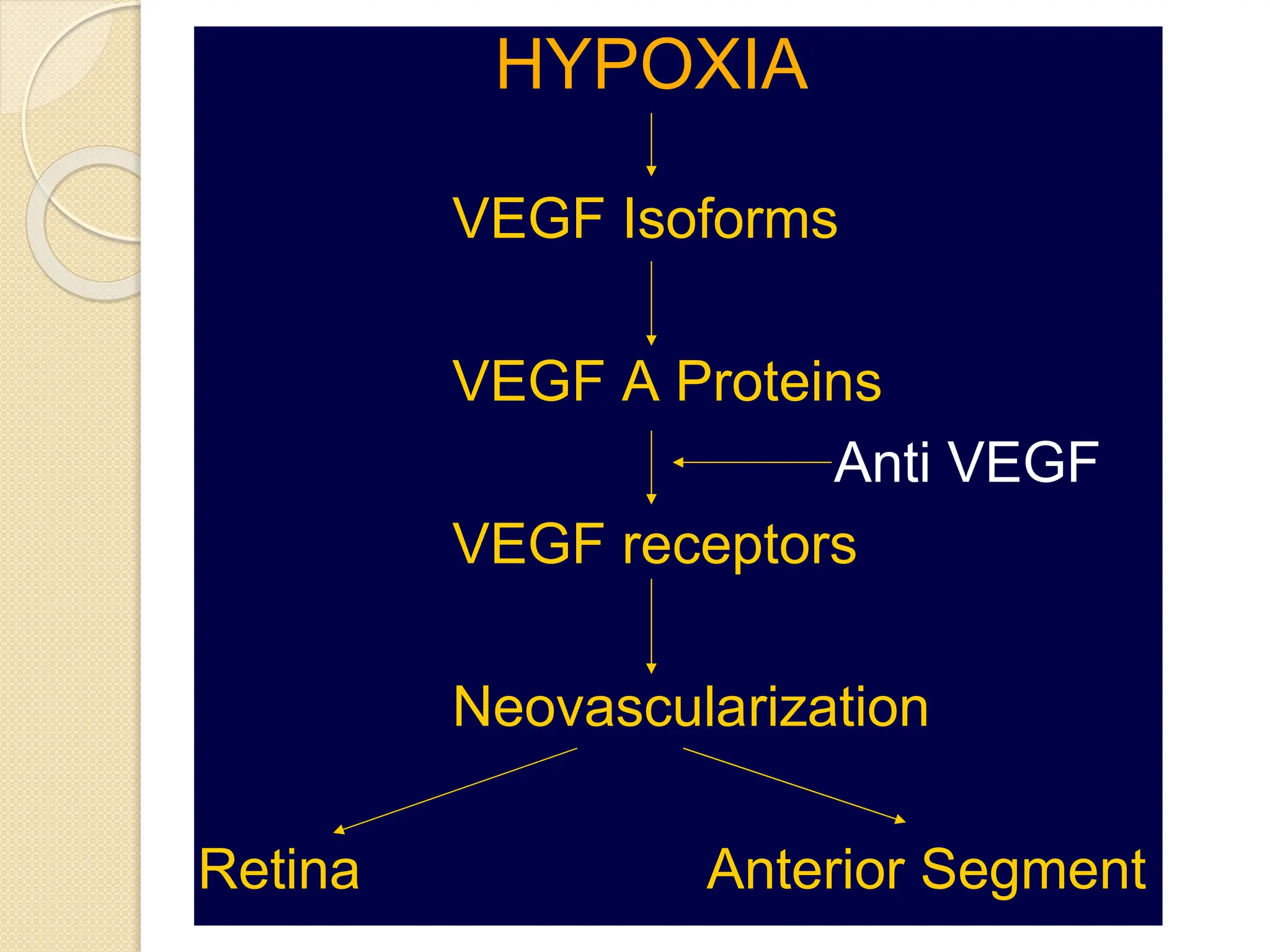 HYPOXIA
VEGF Isoforms
VEGF A Proteins
Anti VEGF
VEGF receptors
Neovascularization
Retina Anterior Segment
 