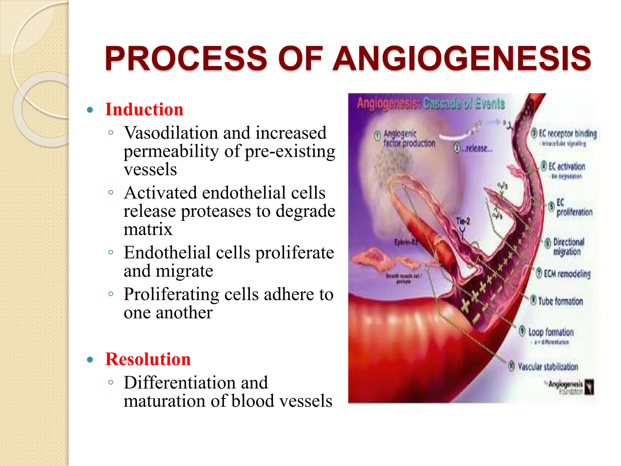 PROCESS OF ANGIOGENESIS
 Induction
◦ Vasodilation and increased
permeability of pre-existing
vessels
◦ Activated endothelial cells
release proteases to degrade
matrix
◦ Endothelial cells proliferate
and migrate
◦ Proliferating cells adhere to
one another
 Resolution
◦ Differentiation and
maturation of blood vessels
 
