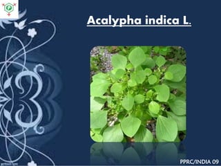 Acalypha indica L.
PPRC/INDIA 09
 
