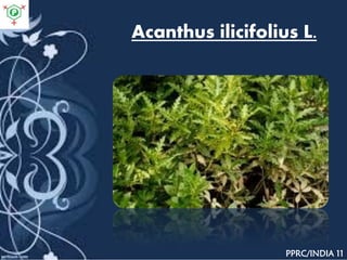 Acanthus ilicifolius L.
PPRC/INDIA 11
 
