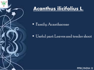 Acanthus ilicifolius L.
 Family: Acanthaceae
 Useful part: Leaves and tender shoot
PPRC/INDIA 12
 