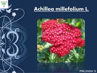 Achillea millefolium L.
PPRC/INDIA 13
 