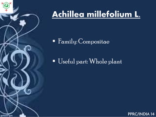 Achillea millefolium L.
 Family: Compositae
 Useful part: Whole plant
PPRC/INDIA 14
 