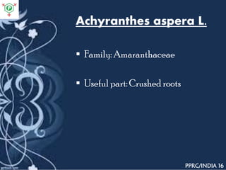 Achyranthes aspera L.
 Family: Amaranthaceae
 Useful part: Crushed roots
PPRC/INDIA 16
 