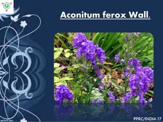 Aconitum ferox Wall.
PPRC/INDIA 17
 