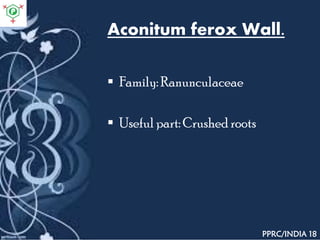 Aconitum ferox Wall.
 Family: Ranunculaceae
 Useful part: Crushed roots
PPRC/INDIA 18
 