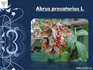 Abrus precatorius L.
PPRC/INDIA 01
 