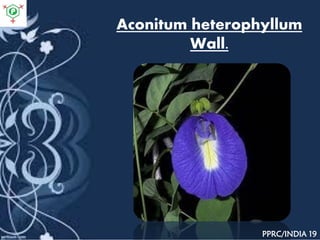 Aconitum heterophyllum
Wall.
PPRC/INDIA 19
 