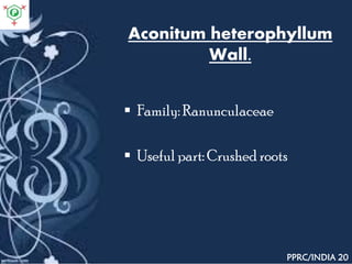 Aconitum heterophyllum
Wall.
 Family: Ranunculaceae
 Useful part: Crushed roots
PPRC/INDIA 20
 