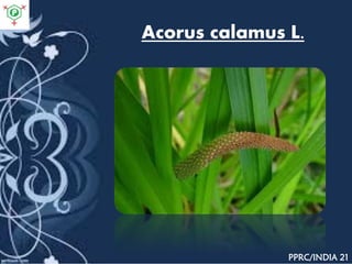 Acorus calamus L.
PPRC/INDIA 21
 