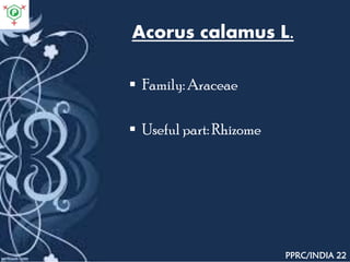 Acorus calamus L.
 Family: Araceae
 Useful part: Rhizome
PPRC/INDIA 22
 