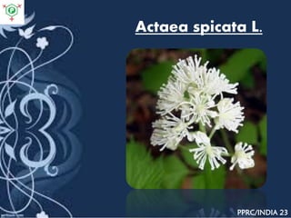 Actaea spicata L.
PPRC/INDIA 23
 