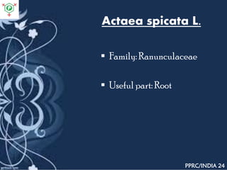 Actaea spicata L.
 Family: Ranunculaceae
 Useful part: Root
PPRC/INDIA 24
 