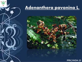 Adenanthera pavonina L.
PPRC/INDIA 25
 