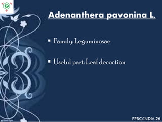 Adenanthera pavonina L.
 Family: Leguminosae
 Useful part: Leaf decoction
PPRC/INDIA 26
 