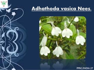 Adhathoda vasica Nees.
PPRC/INDIA 27
 