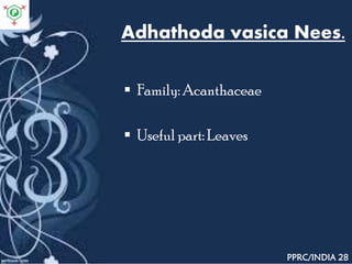 Adhathoda vasica Nees.
 Family: Acanthaceae
 Useful part: Leaves
PPRC/INDIA 28
 