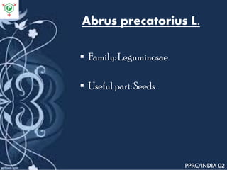 Abrus precatorius L.
 Family: Leguminosae
 Useful part: Seeds
PPRC/INDIA 02
 