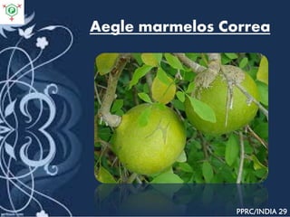 Aegle marmelos Correa
PPRC/INDIA 29
 