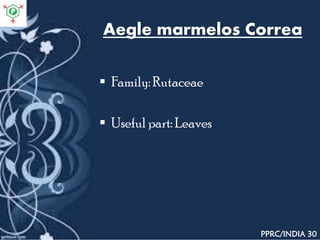 Aegle marmelos Correa
 Family: Rutaceae
 Useful part: Leaves
PPRC/INDIA 30
 
