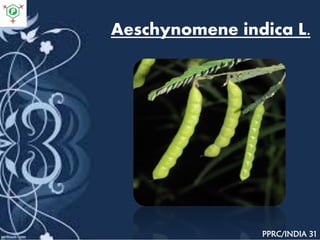 Aeschynomene indica L.
PPRC/INDIA 31
 