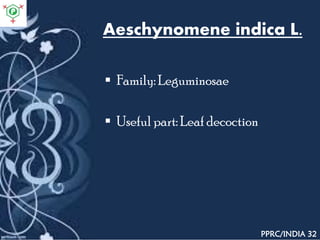 Aeschynomene indica L.
 Family: Leguminosae
 Useful part: Leaf decoction
PPRC/INDIA 32
 