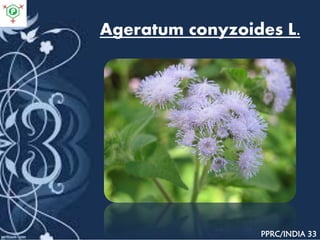 Ageratum conyzoides L.
PPRC/INDIA 33
 