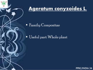 Ageratum conyzoides L.
 Family: Compositae
 Useful part: Whole plant
PPRC/INDIA 34
 
