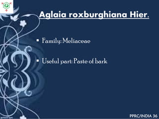 Aglaia roxburghiana Hier.
 Family: Meliaceae
 Useful part: Paste of bark
PPRC/INDIA 36
 